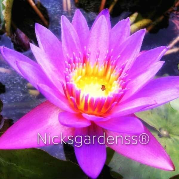 Lotus water Lily Maintenance