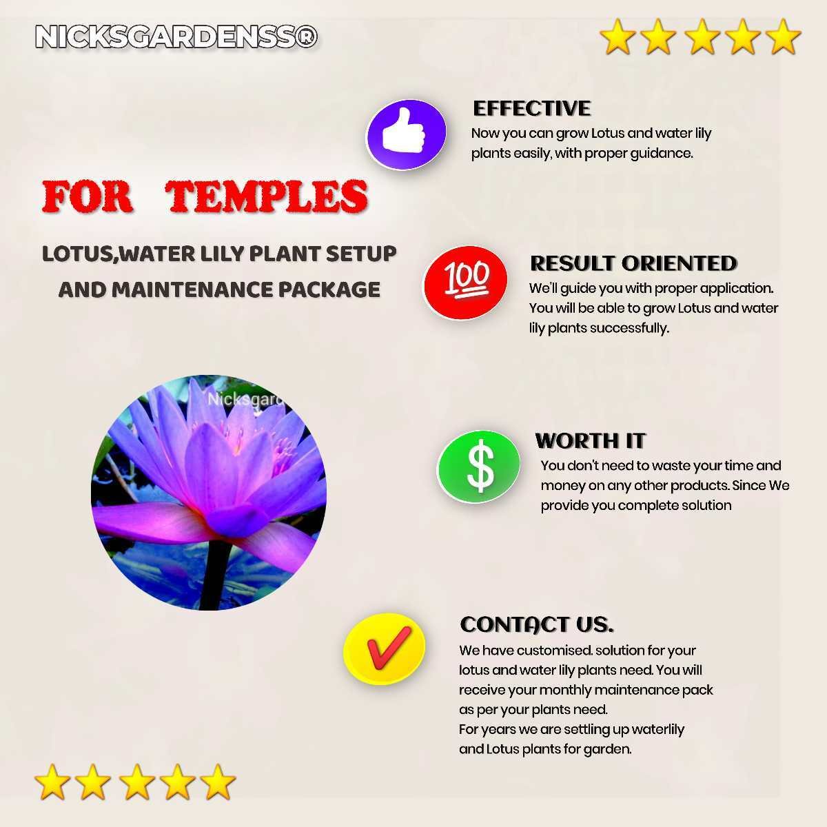 For Temples : Lotus, Water Lily Setup And maintenance Package