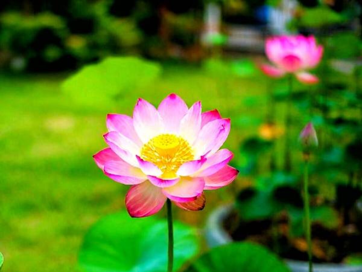 NICKSGARDENS® -