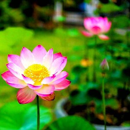 NICKSGARDENSS® Jumbo Lotus Seeds – Assorted Colors