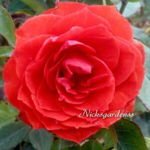 Nicksgardenss Rose plant complete food supplement 001(400x400)