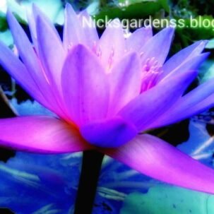 nicksgardenss waterlily